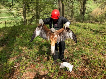 Ein herber Verlust für den Artenschutz: Ein Mitarbeiter der Biologischen Station Kreis Paderborn-Senne e.V. beim Bergen des verendeten Rotmilan-Weibchens in der Nähe des Horstes in Borchen-Dörenhagen  Bildnachweis:  Biologische Station